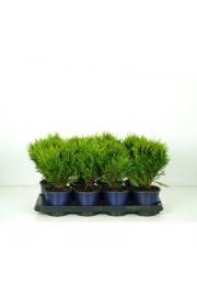 Thuja occidentalis Danica C1 Lit.15-20 cm