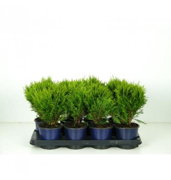 Thuja occidentalis Danica C1 Lit.15-20 cm