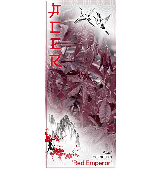 Acer palmatum Red Emperor C7,5 Lit. 60-80 cm