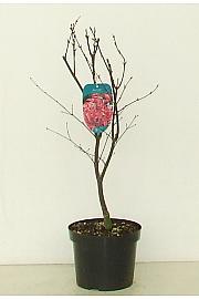 Acer palmatum Red Emperor C5 Lit. 50-60 cm