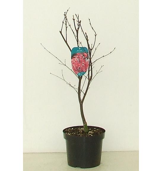 Acer palmatum Red Emperor C5 Lit. 50-60 cm