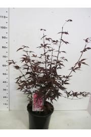 Acer palmatum Red Emperor C10 Lit. 80-100 cm