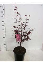 Acer palmatum Red Emperor C10 Lit. 60-80 cm