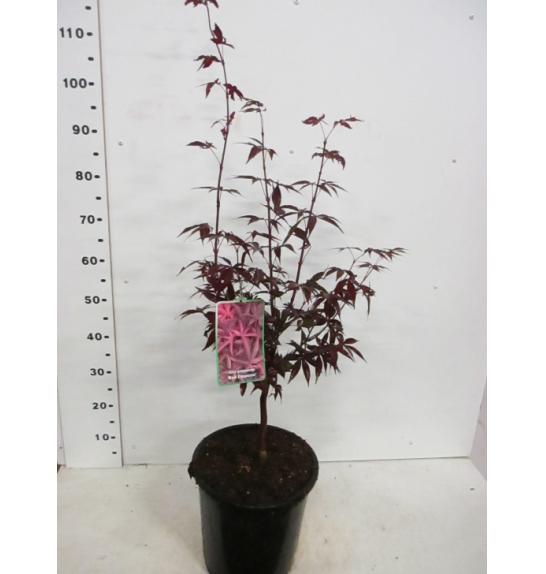 Acer palmatum Red Emperor C10 Lit. 60-80 cm
