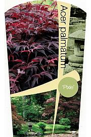 Acer palmatum Pixie C7,5 Lit. 60-80 cm
