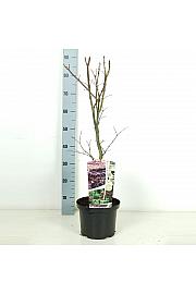 Acer palmatum Pixie C5 Lit. 50-60 cm