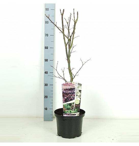 Acer palmatum Pixie C5 Lit. 50-60 cm