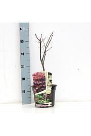 Acer palmatum Pixie C3 Lit. 30-50 cm
