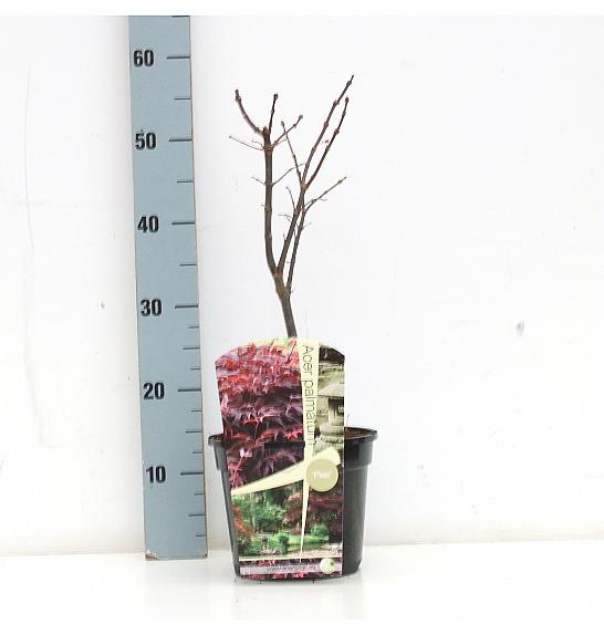 Acer palmatum Pixie C3 Lit. 30-50 cm