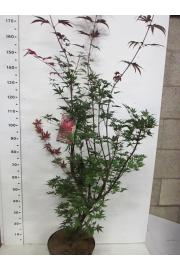 Acer palmatum Pixie C10 Lit. 80-100 cm