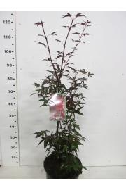 Acer palmatum Pixie C10 Lit. 60-80 cm