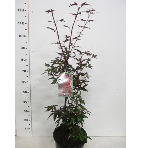 Acer palmatum Pixie C10 Lit. 60-80 cm