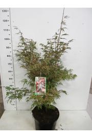 Acer palmatum Pink Passion C10 Lit. 60-80 cm
