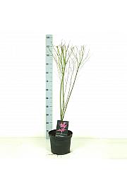 Acer palmatum Phoenix C7,5 Lit. 60-80 cm