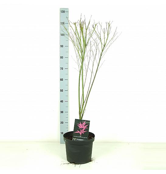 Acer palmatum Phoenix C7,5 Lit. 60-80 cm