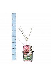Acer palmatum Phoenix C3 Lit. 30-50 cm