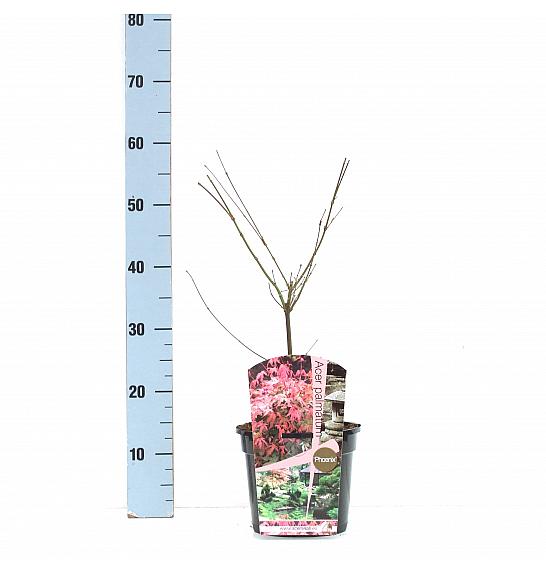 Acer palmatum Phoenix C3 Lit. 30-50 cm