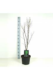 Acer palmatum Osakazuki RIJN C7,5 Lit. 60-80 cm