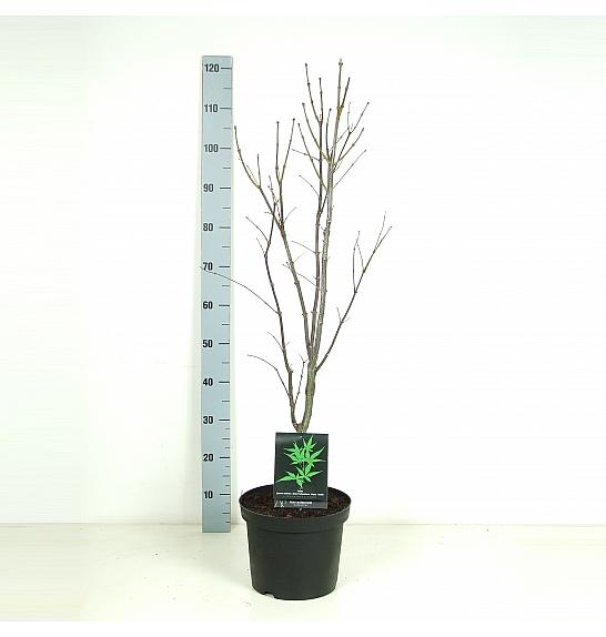 Acer palmatum Osakazuki RIJN C7,5 Lit. 60-80 cm