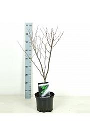 Acer palmatum Osakazuki C5 Lit. 50-60 cm