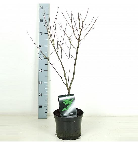 Acer palmatum Osakazuki C5 Lit. 50-60 cm