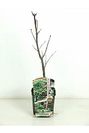 Acer palmatum Osakazuki C3 Lit. 30-40 cm