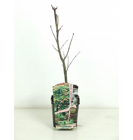 Acer palmatum Osakazuki C3 Lit. 30-40 cm