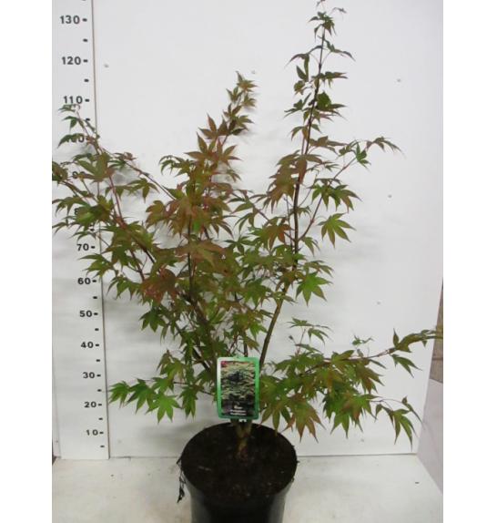 Acer palmatum Osakazuki C10 Lit. 80-100 cm