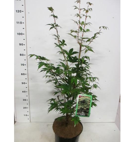 Acer palmatum Osakazuki C10 Lit. 60-80 cm