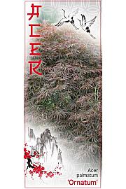 Acer palmatum Ornatum C7,5 Lit. 60-80 cm