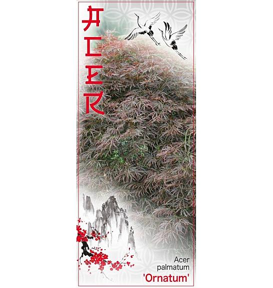 Acer palmatum Ornatum C7,5 Lit. 60-80 cm