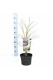 Acer palmatum Ornatum C5 Lit. 50-60 cm