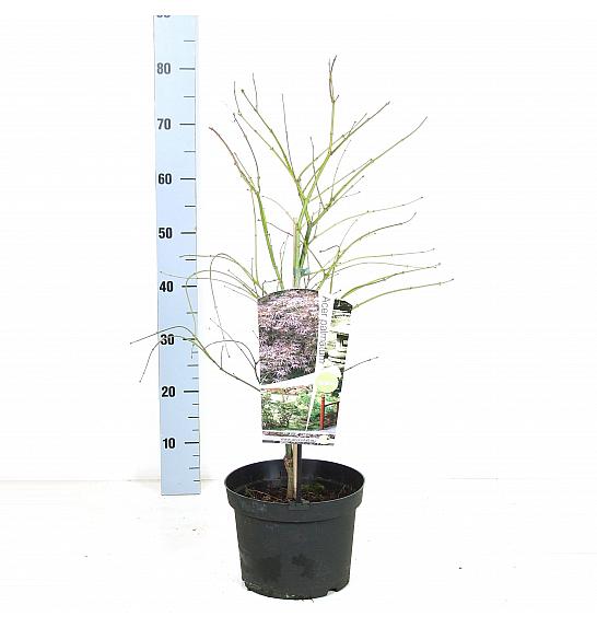 Acer palmatum Ornatum C5 Lit. 50-60 cm
