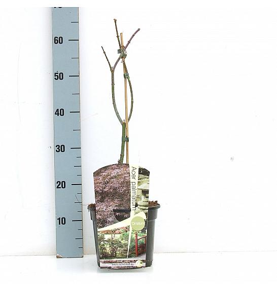 Acer palmatum Ornatum C3 Lit. 30-50 cm