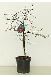 Acer palmatum Orangeola C7,5 Lit. 60-80 cm