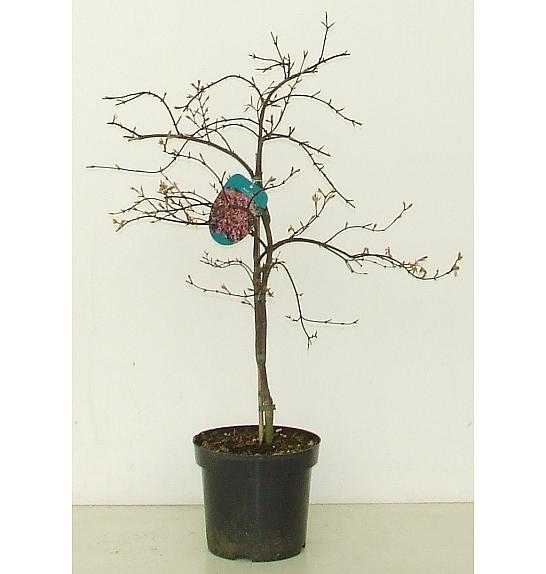 Acer palmatum Orangeola C7,5 Lit. 60-80 cm