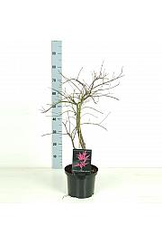 Acer palmatum Orangeola C5 Lit. 50-60 cm