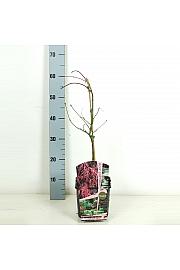Acer palmatum Orangeola C3 Lit. 30-50 cm