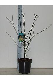 Acer palmatum Orange Dream C7,5 Lit. 60-80 cm