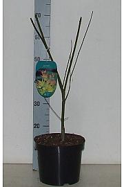 Acer palmatum Orange Dream C5 Lit. 50-60 cm
