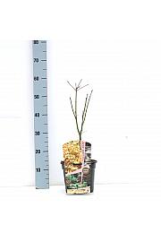 Acer palmatum Orange Dream C3 Lit. 30-50 cm