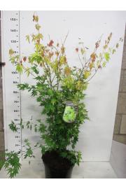 Acer palmatum Orange Dream C10 Lit. 80-100 cm