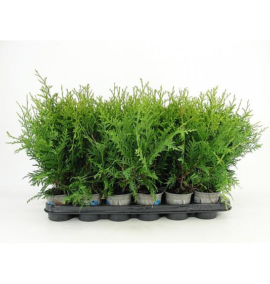 Thuja occidentalis Brabant Ø9