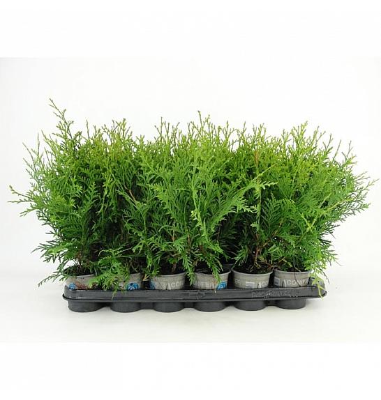 Thuja occidentalis Brabant Ø9