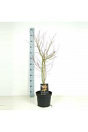 Acer palmatum Katsura C7,5 Lit. 60-80 cm