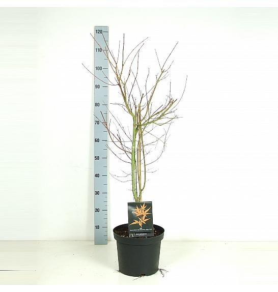 Acer palmatum Katsura C7,5 Lit. 60-80 cm