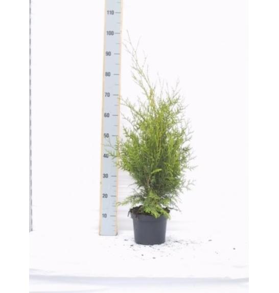 Thuja occidentalis Brabant C5 Lit. 80-100 cm