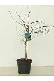 Acer palmatum Emerald Lace C7,5 Lit. 60-80 cm
