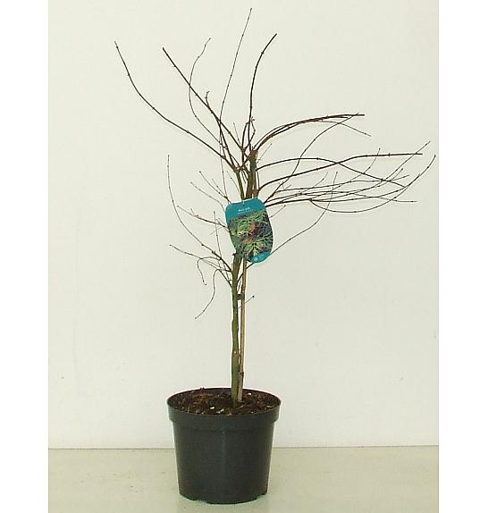 Acer palmatum Emerald Lace C7,5 Lit. 60-80 cm