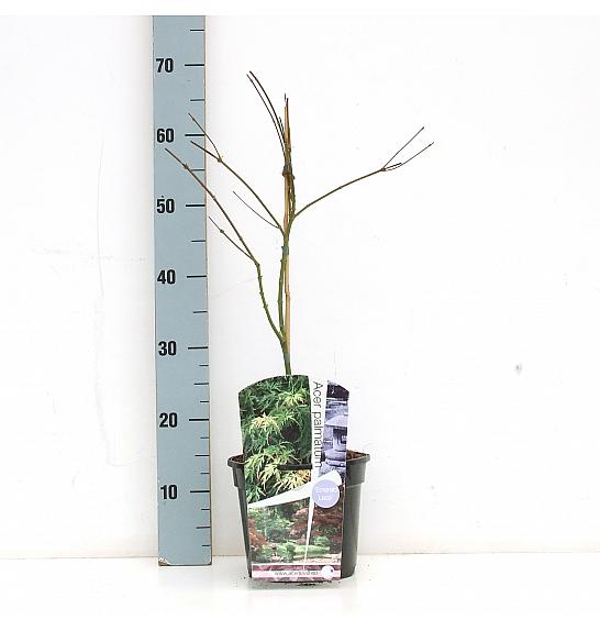 Acer palmatum Emerald Lace C3 Lit. 30-50 cm